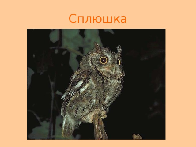 Сплюшка 