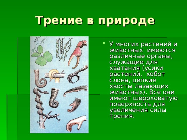 Трение в природе У многих растений и животных  имеются различные органы, служащие для хватания (усики растений,  хобот слона, цепкие хвосты лазающих животных). Все они имеют шероховатую поверхность для увеличения силы трения.  