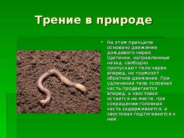 Трение в природе На этом принципе основано движение дождевого червя. Щетинки, направленные назад, свободно пропускают тело червя вперед, но тормозят обратное движение. При удлинении тела головная часть продвигается вперед, а хвостовая остается на месте, при сокращении головная часть задерживается, а хвостовая подтягивается к ней.  