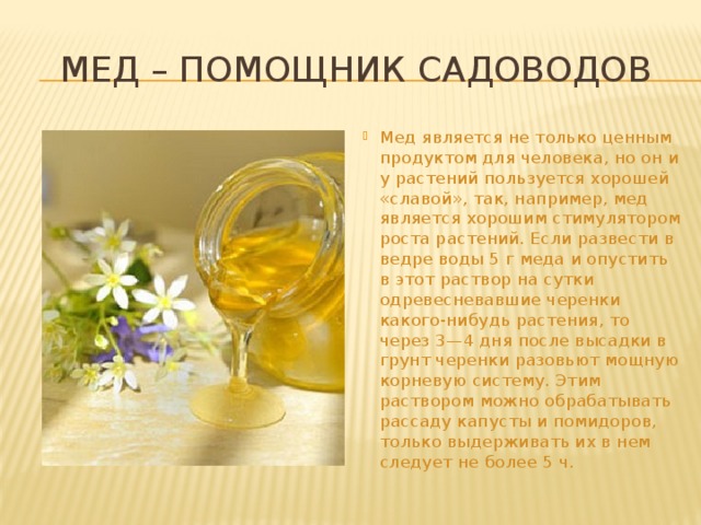 Мед – помощник садоводов Мед является не только ценным продуктом для человека, но он и у растений пользуется хорошей «славой», так, напри­мер, мед является хорошим стимулятором роста растений. Если развести в ведре воды 5 г меда и опустить в этот раствор на сутки одревесневавшие черенки какого-нибудь растения, то через 3—4 дня после высадки в грунт черенки разовьют мощ­ную корневую систему. Этим раствором можно обрабатывать рассаду капусты и помидоров, только выдерживать их в нем следует не более 5 ч. 