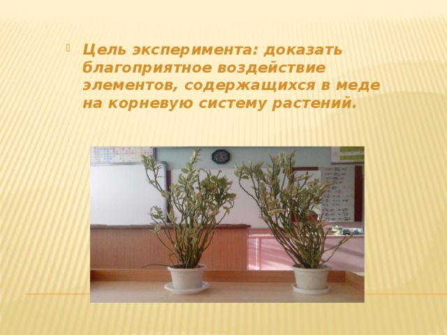 Цель эксперимента: доказать благоприятное воздействие элементов, содержащихся в меде на корневую систему растений. 