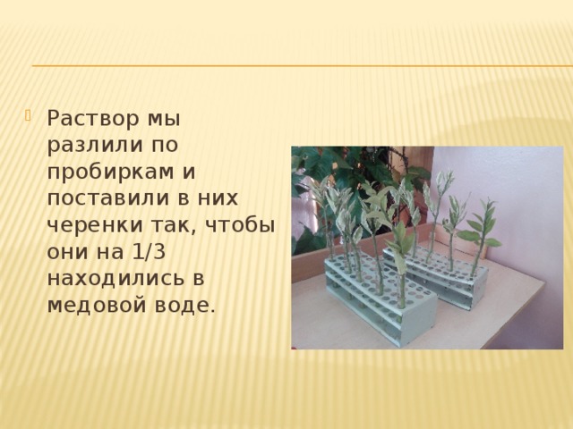 Раствор мы разлили по пробиркам и поставили в них черенки так, чтобы они на 1/3 находились в медовой воде. 