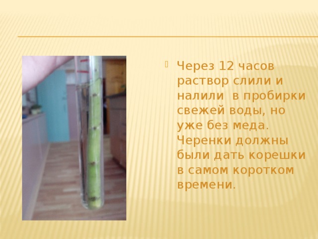 Через 12 часов раствор слили и налили в пробирки свежей воды, но уже без меда. Черенки должны были дать корешки в самом коротком времени. 