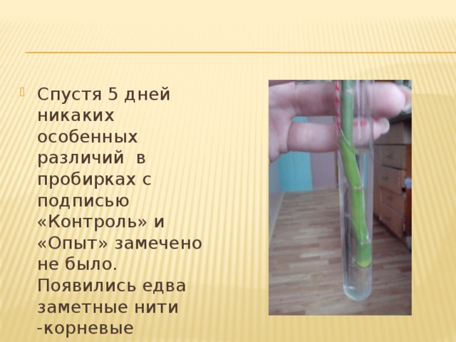 Спустя 5 дней никаких особенных различий в пробирках с подписью «Контроль» и «Опыт» замечено не было. Появились едва заметные нити -корневые волоски. 