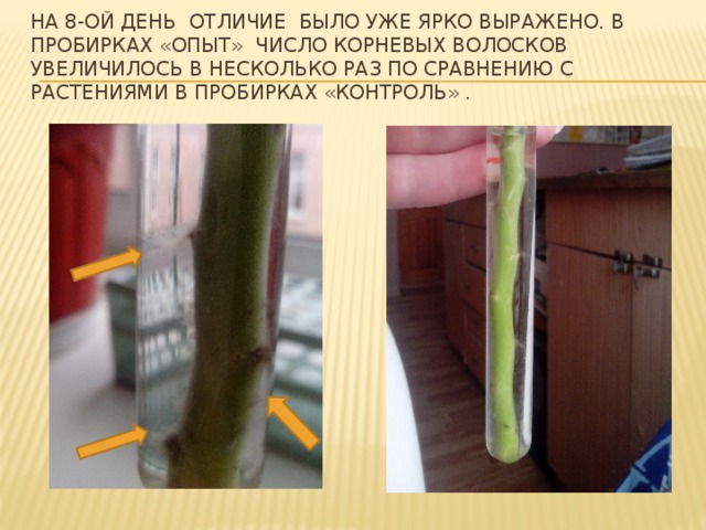 На 8-ой день отличие было уже ярко выражено. В пробирках «Опыт» число корневых волосков увеличилось в несколько раз по сравнению с растениями в пробирках «Контроль» .   