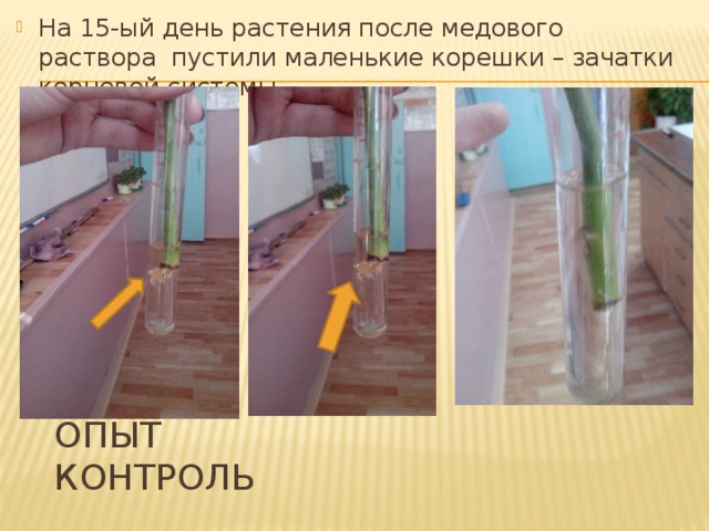 На 15-ый день растения после медового раствора пустили маленькие корешки – зачатки корневой системы. ОПЫТ контроль 