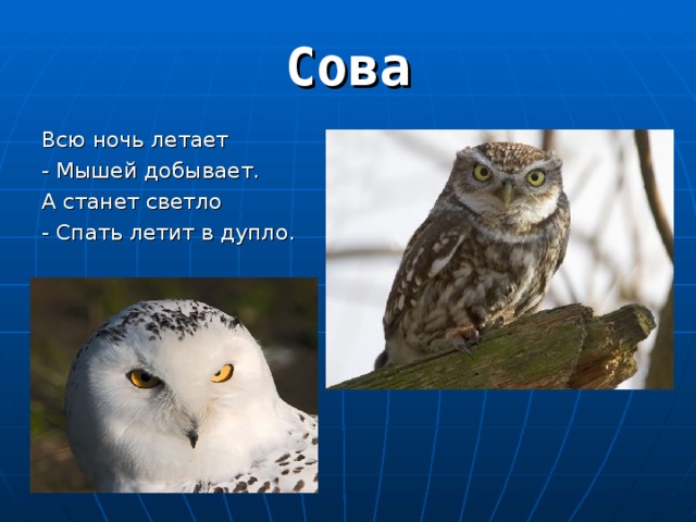 Всю ночь летает - Мышей добывает. А станет светло - Спать летит в дупло. 