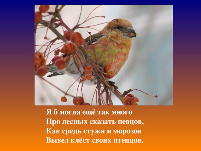 Я б могла ещё так много Про лесных сказать певцов, Как средь стужи и морозов Вывел клёст своих птенцов. 