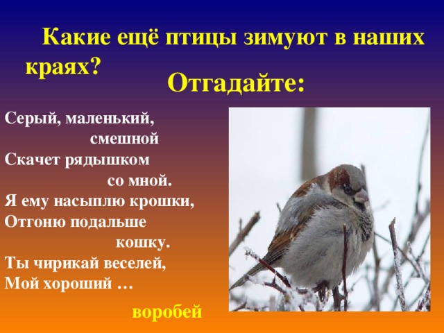  Какие ещё птицы зимуют в наших краях? Отгадайте: Серый, маленький,  смешной Скачет рядышком  со мной. Я ему насыплю крошки, Отгоню подальше  кошку. Ты чирикай веселей, Мой хороший … воробей 