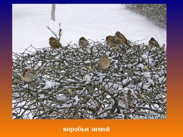 воробьи зимой 