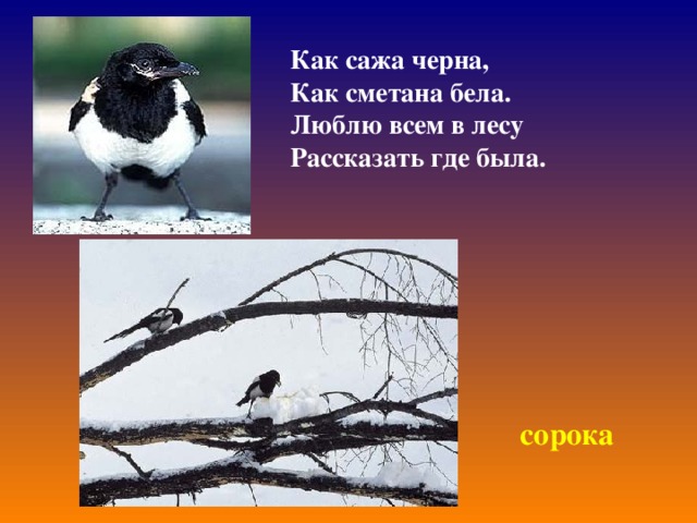 Как сажа черна, Как сметана бела. Люблю всем в лесу Рассказать где была. сорока 
