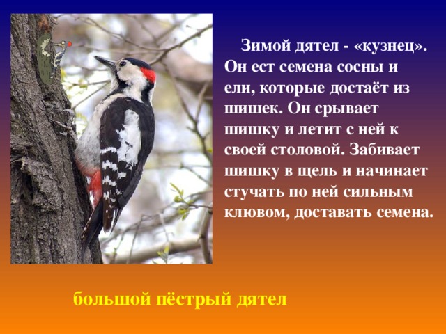  Зимой дятел - «кузнец». Он ест семена сосны и ели, которые достаёт из шишек. Он срывает шишку и летит с ней к своей столовой. Забивает шишку в щель и начинает стучать по ней сильным клювом, доставать семена.   большой пёстрый дятел 