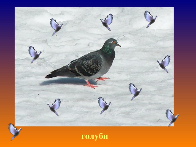 голуби 