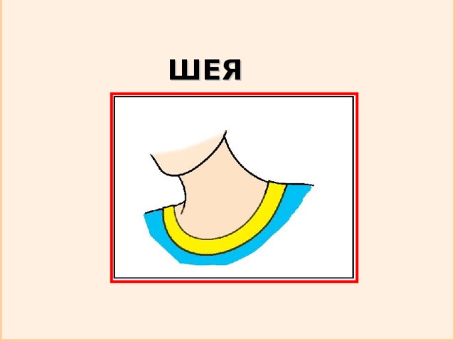 ШЕЯ 