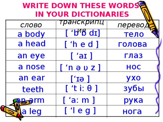 WRITE DOWN THESE WORDS IN YOUR DICTIONARIES a head слово перевод транскрипция [  ‘ b ɒ dɪ] a body тело голова [  ‘h  e  d  ] глаз an eye [  ‘ aɪ ] a nose нос [ ‘ n ə υ z ] ухо an ear [ ‘ ɪə ] зубы [ ‘ t i : θ ] teeth an arm [ ‘a : m ] рука [  ‘l  e  g ]  a leg нога 