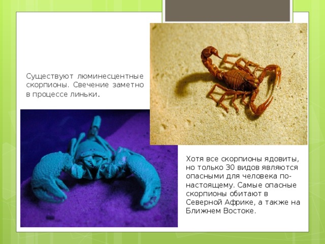 Существуют люминесцентные скорпионы. Свечение заметно в процессе линьки . Хотя все скорпионы ядовиты, но только 30 видов являются опасными для человека по-настоящему. Самые опасные скорпионы обитают в Северной Африке, а также на Ближнем Востоке.    