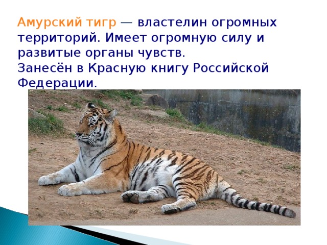 Амурский  тигр — властелин огромных  территорий. Имеет огромную силу и развитые органы чувств. Занесён в Красную книгу Российской Федерации. 