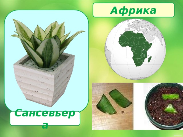 Африка  Сансевьера 