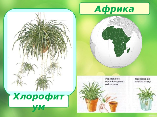 Африка  Хлорофитум 