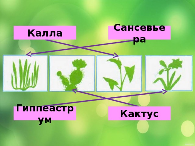 Калла Сансевьера Кактус Гиппеаструм 