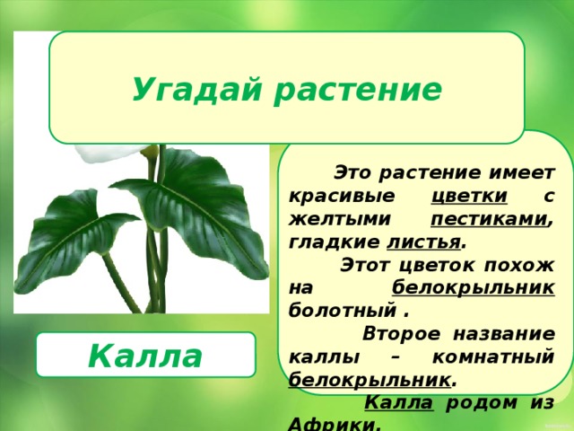 Угадай растение   Это растение имеет красивые цветки с желтыми пестиками , гладкие листья .  Этот цветок похож на белокрыльник болотный .  Второе название каллы – комнатный белокрыльник .  Калла родом из Африки . Калла 