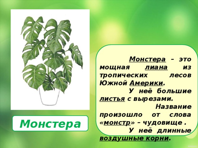   Монстера – это мощная лиана из тропических лесов Южной Америки .  У неё большие листья с вырезами.  Название произошло от слова « монстр » – чудовище .  У неё длинные воздушные корни . Монстера 