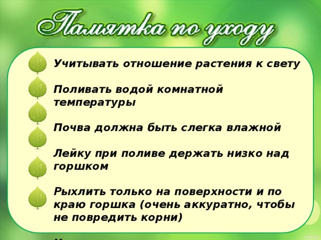  Учитывать отношение растения к свету  Поливать водой комнатной температуры  Почва должна быть слегка влажной  Лейку при поливе держать низко над горшком  Рыхлить только на поверхности и по краю горшка (очень аккуратно, чтобы не повредить корни)  Крупные гладкие листья очищать от пыли     