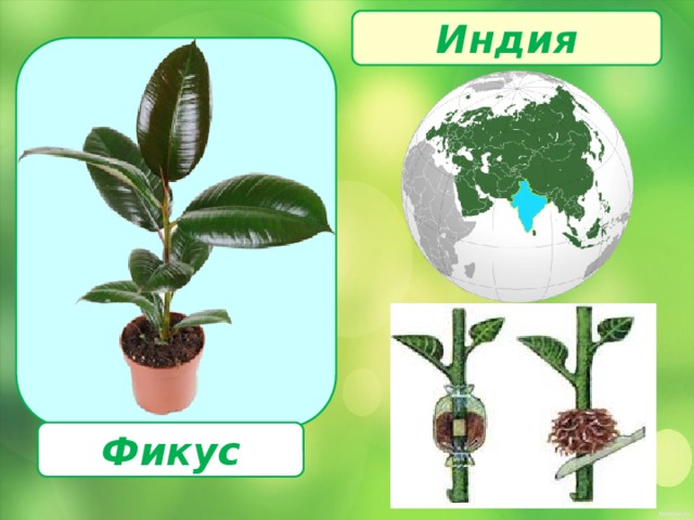 Индия  Фикус 