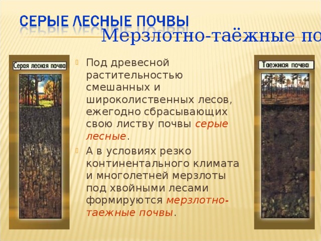   Мерзлотно-таёжные почвы Под древесной растительностью смешанных и широколиственных лесов, ежегодно сбрасывающих свою листву почвы серые лесные . А в условиях резко континентального климата и многолетней мерзлоты под хвойными лесами формируются мерзлотно-таежные почвы . 