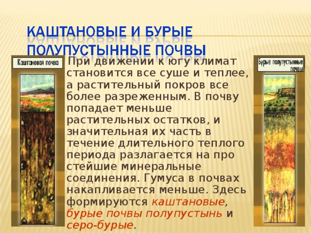  При движении к югу климат становится все суше и теплее, а растительный покров все более разреженным. В почву попадает меньше растительных остатков, и значительная их часть в течение длительного теплого периода разлагается на про­стейшие минеральные соединения. Гумуса в почвах накапливается меньше. Здесь формируются каштановые , бурые почвы полупустынь  и серо-бурые . 