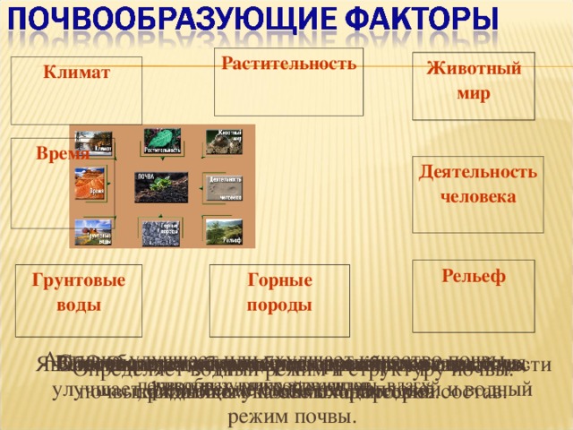 Растительность Животный мир Климат Время Деятельность человека Рельеф Грунтовые воды Горные породы Активно улучшает или ухудшает качество почвы. Способствует накоплению органических веществ, улучшает физические свойства, тепловой и водный режим почвы. Вспомните какую роль играет в образовании почв каждый из указанных факторов. Являются источником образования минеральной части почвы, влияющим на её механический состав. Обеспечивает образование перегноя – вещества, придающего почве плодородие. Определяет распределение климатических почвообразующих элементов.  Влияет на тип и качество почвы, воздействуя на растения, животных, микроорганизмы, влагу. Определяет мощность почвенного слоя. Определяет водный режим и структуру почвы. 