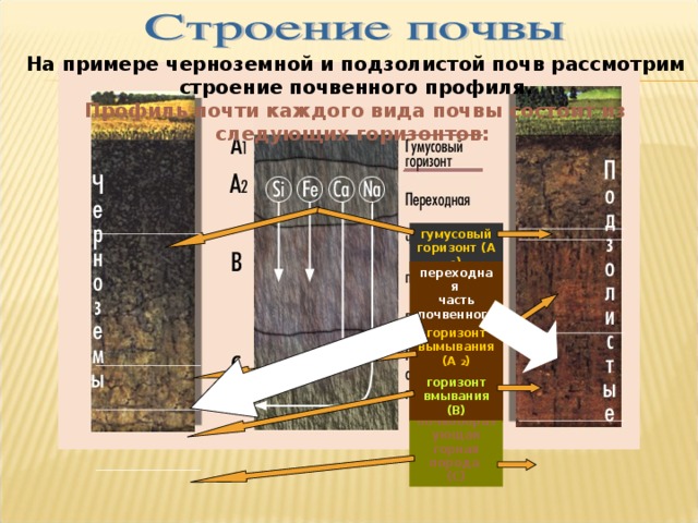 На примере черноземной и подзолистой почв рассмотрим строение почвенного профиля. Профиль почти каждого вида почвы состоит из следующих горизонтов: гумусовый горизонт (А 1 ) переходная часть почвенного профиля:       горизонт вымывания (А 2 ) горизонт вмывания (В) почвообразующая горная порода (С) 