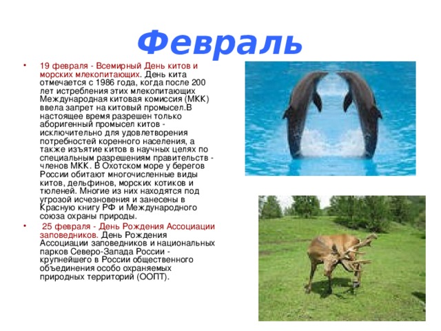 Февраль 19 февраля - Всемирный День китов и морских млекопитающих . День кита отмечается с 1986 года, когда после 200 лет истребления этих млекопитающих Международная китовая комиссия (МКК) ввела запрет на китовый промысел.В настоящее время разрешен только аборигенный промысел китов - исключительно для удовлетворения потребностей коренного населения, а также изъятие китов в научных целях по специальным разрешениям правительств - членов МКК. В Охотском море у берегов России обитают многочисленные виды китов, дельфинов, морских котиков и тюленей. Многие из них находятся под угрозой исчезновения и занесены в Красную книгу РФ и Международного союза охраны природы.  25 февраля - День Рождения Ассоциации заповедников. День Рождения Ассоциации заповедников и национальных парков Северо-Запада России - крупнейшего в России общественного объединения особо охраняемых природных территорий (ООПТ). 