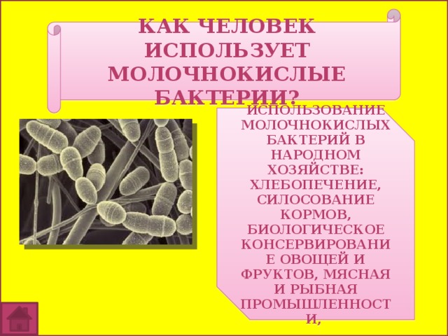 Как человек использует молочнокислые бактерии? использование молочнокислых бактерий в народном хозяйстве: хлебопечение, силосование кормов, биологическое консервирование овощей и фруктов, мясная и рыбная промышленности, 