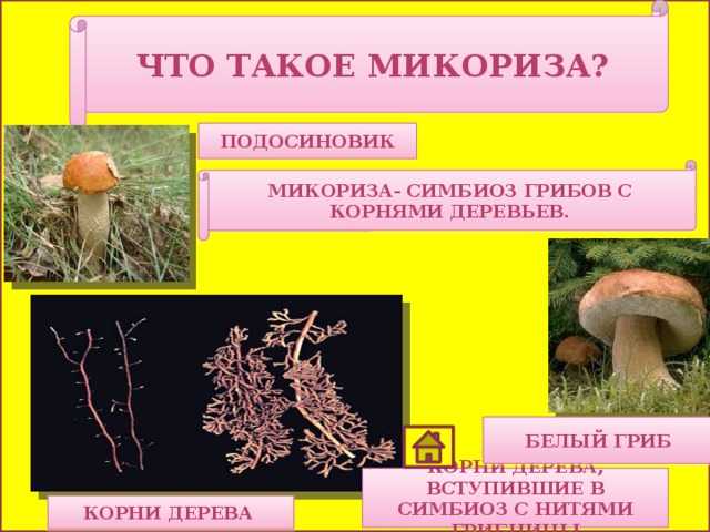 Что такое Микориза? подосиновик Микориза- симбиоз грибов с корнями деревьев. Белый гриб Корни дерева, вступившие в симбиоз с нитями грибницы Корни дерева 