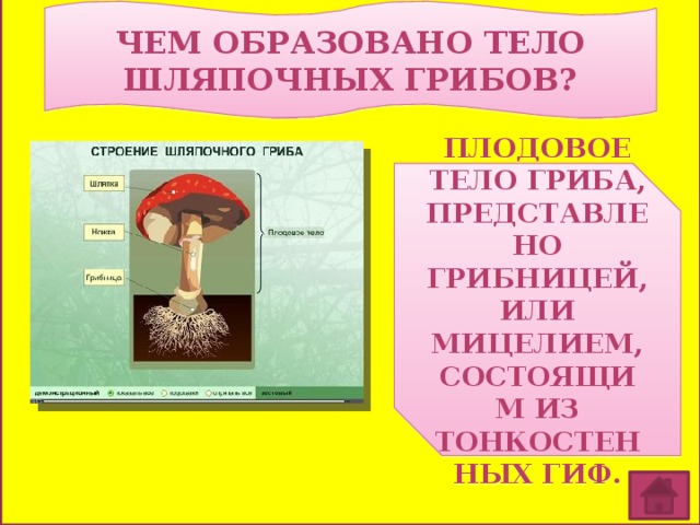 Чем образовано тело шляпочных грибов? плодовое тело гриба, представлено грибницей, или мицелием, состоящим из тонкостенных гиф. 