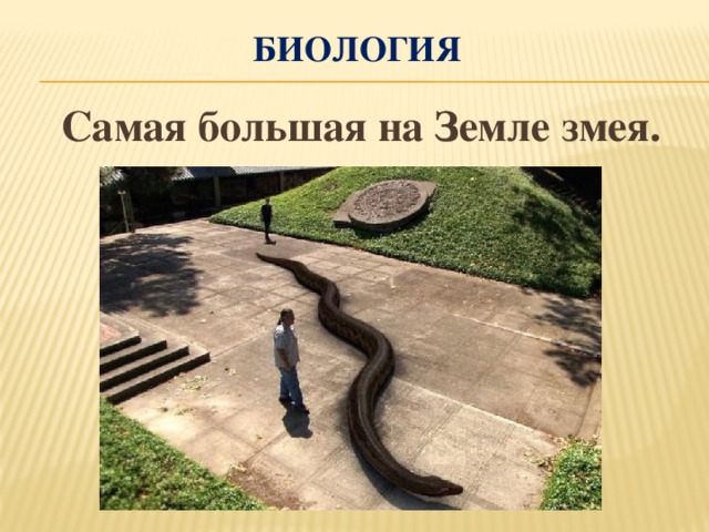 биология  Самая большая на Земле змея.