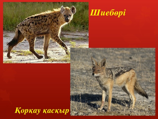 Шиебөрі Қорқау қасқыр 