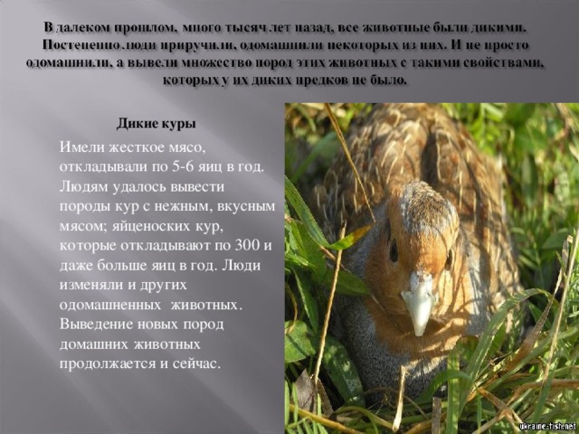 Дикие куры  Имели жесткое мясо, откладывали по 5-6 яиц в год. Людям удалось вывести породы кур с нежным, вкусным мясом; яйценоских кур, которые откладывают по 300 и даже больше яиц в год. Люди изменяли и других одомашненных животных. Выведение новых пород домашних животных продолжается и сейчас. 