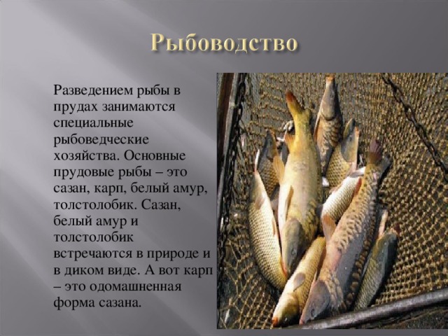  Разведением рыбы в прудах занимаются специальные рыбоведческие хозяйства. Основные прудовые рыбы – это сазан, карп, белый амур, толстолобик. Сазан, белый амур и толстолобик встречаются в природе и в диком виде. А вот карп – это одомашненная форма сазана. 
