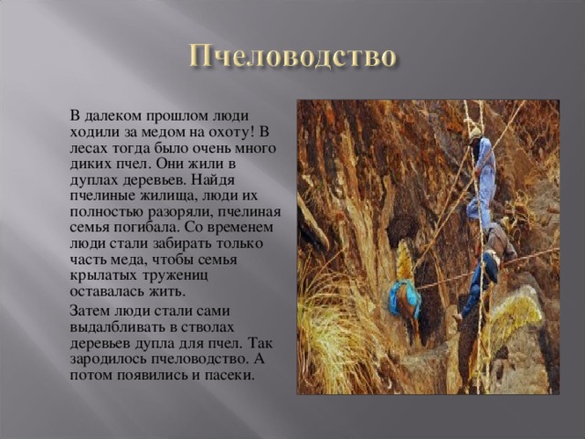  В далеком прошлом люди ходили за медом на охоту! В лесах тогда было очень много диких пчел. Они жили в дуплах деревьев. Найдя пчелиные жилища, люди их полностью разоряли, пчелиная семья погибала. Со временем люди стали забирать только часть меда, чтобы семья крылатых тружениц оставалась жить.  Затем люди стали сами выдалбливать в стволах деревьев дупла для пчел. Так зародилось пчеловодство. А потом появились и пасеки. 