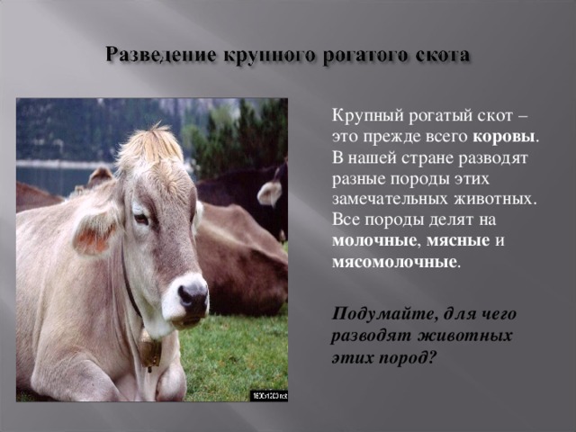   Крупный рогатый скот –это прежде всего коровы . В нашей стране разводят разные породы этих замечательных животных. Все породы делят на молочные , мясные и мясомолочные .  Подумайте, для чего разводят животных этих пород?  