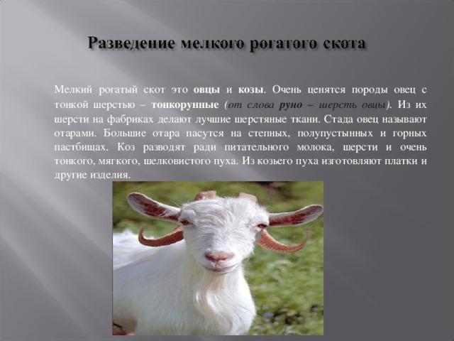  Мелкий рогатый скот это овцы и козы . Очень ценятся породы овец с тонкой шерстью – тонкорунные  ( от слова руно – шерсть овцы ). Из их шерсти на фабриках делают лучшие шерстяные ткани. Стада овец называют отарами. Большие отара пасутся на степных, полупустынных и горных пастбищах. Коз разводят ради питательного молока, шерсти и очень тонкого, мягкого, шелковистого пуха. Из козьего пуха изготовляют платки и другие изделия. 
