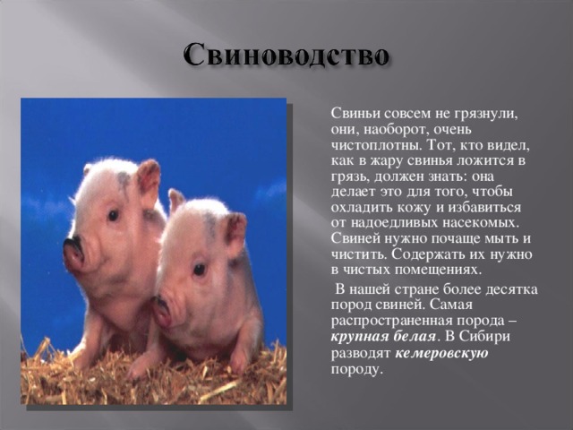  Свиньи совсем не грязнули, они, наоборот, очень чистоплотны. Тот, кто видел, как в жару свинья ложится в грязь, должен знать: она делает это для того, чтобы охладить кожу и избавиться от надоедливых насекомых. Свиней нужно почаще мыть и чистить. Содержать их нужно в чистых помещениях.   В нашей стране более десятка пород свиней. Самая распространенная порода – крупная белая . В Сибири разводят кемеровскую породу. 