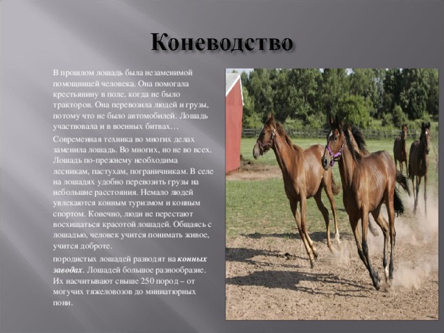  В прошлом лошадь была незаменимой помощницей человека. Она помогала крестьянину в поле, когда не было тракторов. Она перевозила людей и грузы, потому что не было автомобилей. Лошадь участвовала и в военных битвах…  Современная техника во многих делах заменила лошадь. Во многих, но не во всех. Лошадь по-прежнему необходима лесникам, пастухам, пограничникам. В селе на лошадях удобно перевозить грузы на небольшие расстояния. Немало людей увлекаются конным туризмом и конным спортом. Конечно, люди не перестают восхищаться красотой лошадей. Общаясь с лошадью, человек учится понимать живое, учится доброте.  породистых лошадей разводят на конных заводах . Лошадей большое разнообразие. Их насчитывают свыше 250 пород – от могучих тяжеловозов до миниатюрных пони. 