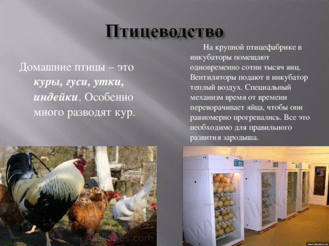 Домашние птицы – это куры, гуси, утки, индейки . Особенно много разводят кур.   На крупной птицефабрике в инкубаторы помещают одновременно сотни тысяч яиц. Вентиляторы подают в инкубатор теплый воздух. Специальный механизм время от времени переворачивает яйца, чтобы они равномерно прогревались. Все это необходимо для правильного развития зародыша. 