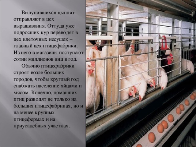   Вылупившихся цыплят отправляют в цех выращивания. Оттуда уже подросших кур переводят в цех клеточных несушек – главный цех птицефабрики. Из него в магазины поступают сотни миллионов яиц в год.   Обычно птицефабрики строят возле больших городов, чтобы круглый год снабжать население яйцами и мясом. Конечно, домашних птиц разводят не только на больших птицефабриках, но и на менее крупных птицефермах и на приусадебных участках. 