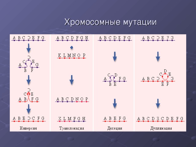 Хромосомные мутации 