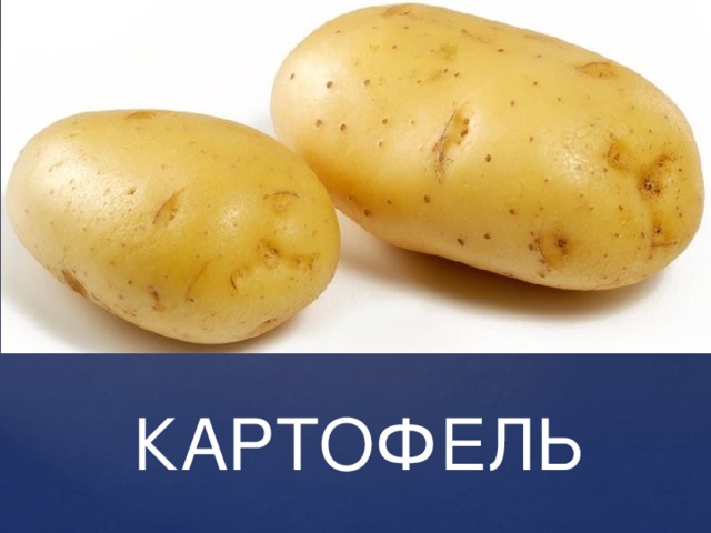 КАРТОФЕЛЬ 