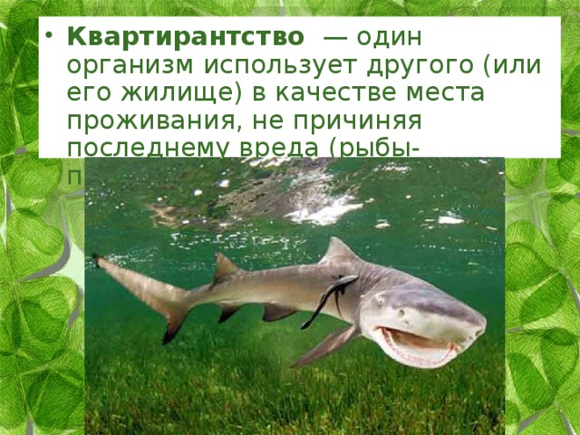 Квартирантство   — один организм использует другого (или его жилище) в качестве места проживания, не причиняя последнему вреда (рыбы-прилипалы). 